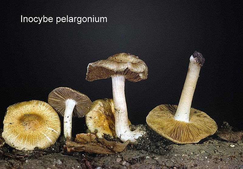 Inocybe pelargonium-amf2039.jpg - Inocybe pelargonium ; Nom français: Inocybe à odeur de pélargonium
